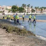 El Ayuntamiento refuerza la limpieza y retirada de algas en el Mar Menor con 16 operarios contratados de emergencia El Ayuntamiento refuerza la limpieza y retirada de algas en el Mar Menor con 16 operarios contratados de emergencia