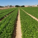 Cartagena Fresh aprovecha las sinergias FCC | Business para seguir creciendo