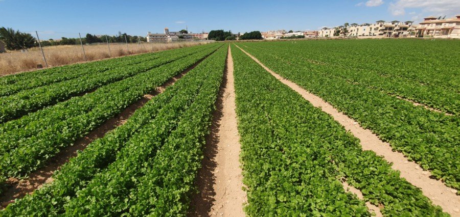 Cartagena Fresh aprovecha las sinergias FCC | Business para seguir creciendo