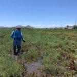 La Concejalía de Sanidad refuerza las actuaciones en el litoral y las diputaciones para evitar la proliferación de mosquitos