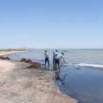 Las brigadas del Litoral retiran 60 toneladas de algas y biomasa en las playas sur del Mar Menor durante el mes de agosto