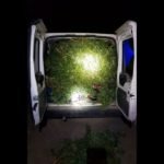 La Policía Local de Cartagena detiene a tres individuos tras asaltar una plantación terapéutica de marihuana en La Puebla La Policía Local de Cartagena detiene a tres individuos tras asaltar una plantación terapéutica de marihuana en La Puebla