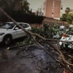 Caídas de ramas y cables por el viento sin especiales incidencias