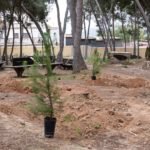 El Ayuntamiento de Cartagena y FCC Business rejuvenecen la pinada de Canteras con la plantación de un centenar de nuevos ejemplares