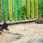 Luz verde al proyecto de Ordenanza Municipal de Bienestar Animal Luz verde al proyecto de Ordenanza Municipal de Bienestar Animal