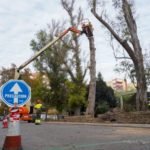 Jardines poda y sustituye los eucaliptos junto al parque de Los Juncos