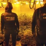 Detenido un individuo en cuya vivienda encontró la Policía Local un centenar de plantas de marihuana