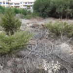 Ayuntamiento y Anse retoman la restauración ambiental en Monte Blanco