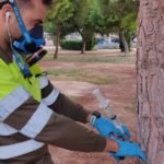 Parques y Jardines finaliza el tratamiento en pinos para el control de la procesionaria