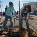 Comienza la plantación de árboles en los centros educativos de Cartagena