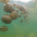 El Ayuntamiento pide retrasar la instalación de redes para evitar el bloqueo de las algas El Ayuntamiento pide retrasar la instalación de redes para evitar el bloqueo de las algas