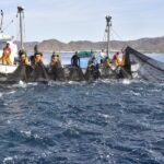 Un proyecto educativo impulsado por el Ayuntamiento pone su foco en la almadraba de La Azohía