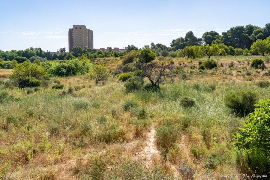 Adelante la modificación del Plan General que protegerá la masa arbórea y una noria junto al antiguo Hospital Naval