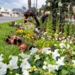 El Ayuntamiento adjudica a Actúa el contrato de mantenimiento de jardines en la zona costera del Mar Menor El Ayuntamiento adjudica a Actúa el contrato de mantenimiento de jardines en la zona costera del Mar Menor