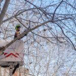 El Ayuntamiento de Cartagena recortará la semana próxima las ramas de los árboles de la calle Wssell de Guimbarda