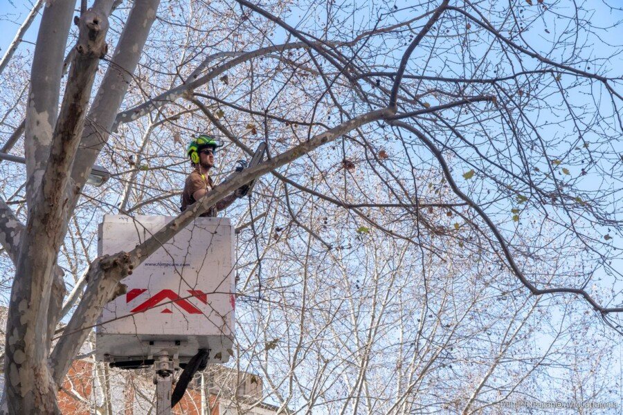 El Ayuntamiento de Cartagena recortará la semana próxima las ramas de los árboles de la calle Wssell de Guimbarda El Ayuntamiento de Cartagena recortará la semana próxima las ramas de los árboles de la calle Wssell de Guimbarda