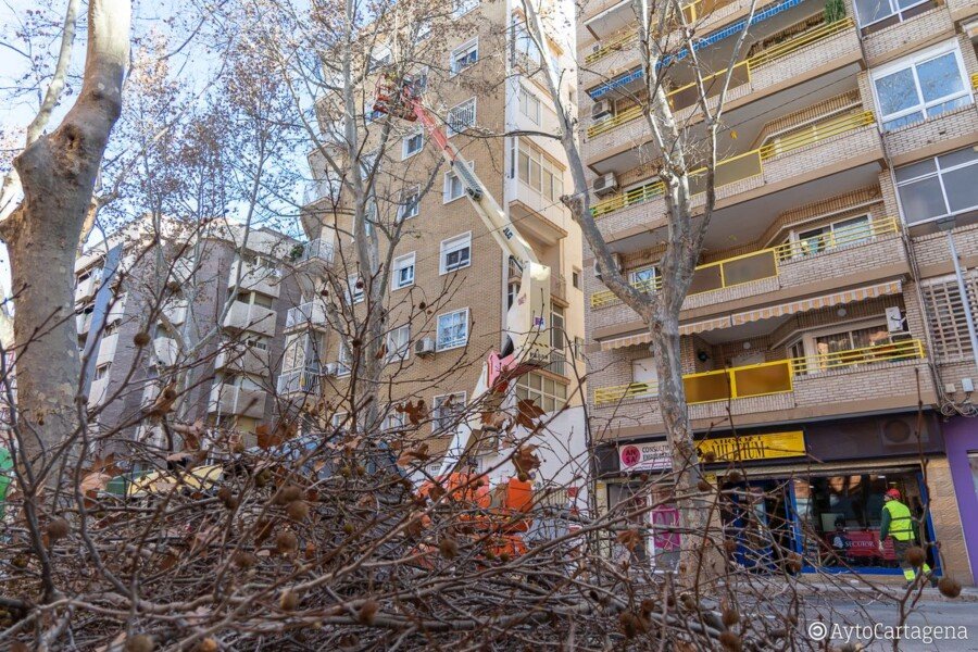 La poda de recorte en Wssell de Guimbarda se prolongará hasta el miércoles 18