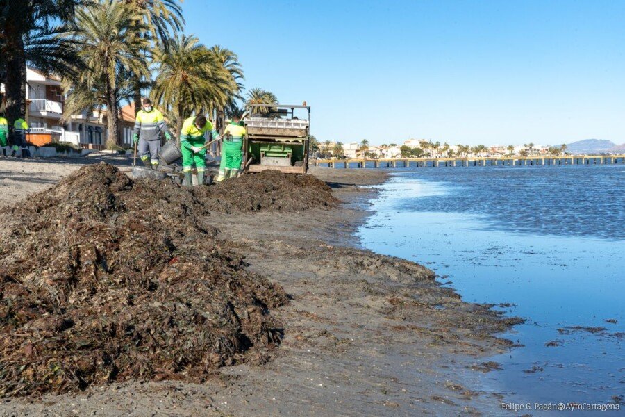 El Ayuntamiento activa un nuevo programa de mantenimiento para las playas del Mar Menor