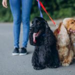 La Policía Local interpone 95 sanciones en la campaña de control de animales de compañía La Policía Local interpone 95 sanciones en la campaña de control de animales de compañía