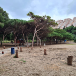 El Ayuntamiento de Cartagena repoblará con árboles jóvenes la Cala del Pino