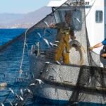 Se inicia el expediente para declarar BIC inmaterial a la Almadraba de La Azohía Se inicia el expediente para declarar BIC inmaterial a la Almadraba de La Azohía