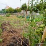 Abierto el plazo para apuntarse a los cursos gratuitos de huertos urbanos en El Llano, Santa Ana, Pozo Estrecho y Canteras