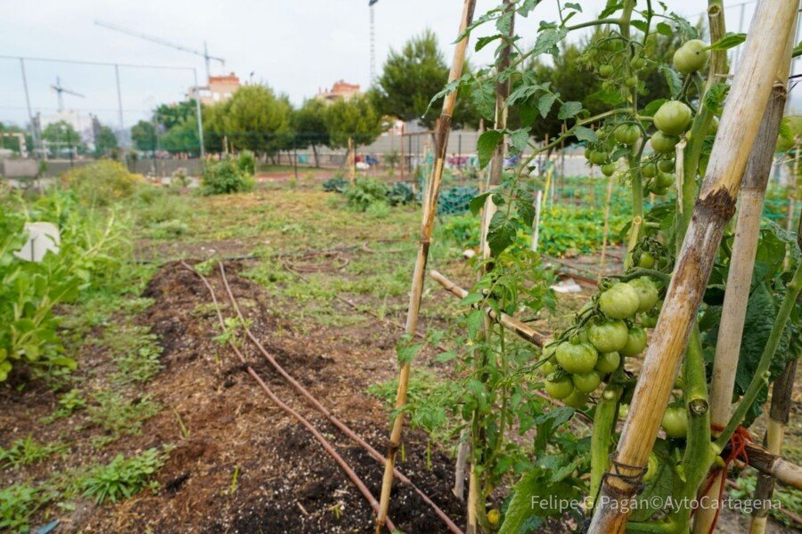 Abierto el plazo para apuntarse a los cursos gratuitos de huertos urbanos en El Llano, Santa Ana, Pozo Estrecho y Canteras