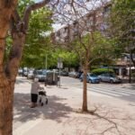 El Ayuntamiento de Cartagena sustituirá cuarenta árboles por riesgo de caída