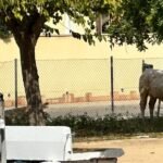 Policía Local de Cartagena interviene con Guardia Civil para recuperar un ternero suelto en La Palma