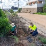El Ayuntamiento de Cartagena reforesta con 700 plantas autóctonas la rambla de Cala Flores en Cabo de Palos El Ayuntamiento de Cartagena reforesta con 700 plantas autóctonas la rambla de Cala Flores en Cabo de Palos