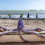 A contratación el proyecto piloto que concretará las técnicas de eliminación de fangos del Mar Menor