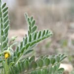 Miguel Pérez-Guillermo, Nazaret Navarro y Antonia Fernández, distinguidos con el Garbancillo de Oro