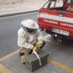La primavera intensifica el trabajo de los Bomberos de Cartagena contra los enjambres de abejas La primavera intensifica el trabajo de los Bomberos de Cartagena contra los enjambres de abejas