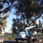 El Ayuntamiento mejora la seguridad en la carretera entre Santa Ana y El Albujón con la poda de árboles de gran porte El Ayuntamiento mejora la seguridad en la carretera entre Santa Ana y El Albujón con la poda de árboles de gran porte