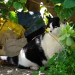 El Ayuntamiento de Cartagena pone en marcha un programa municipal de control y gestión ética de colonias felinas urbanas