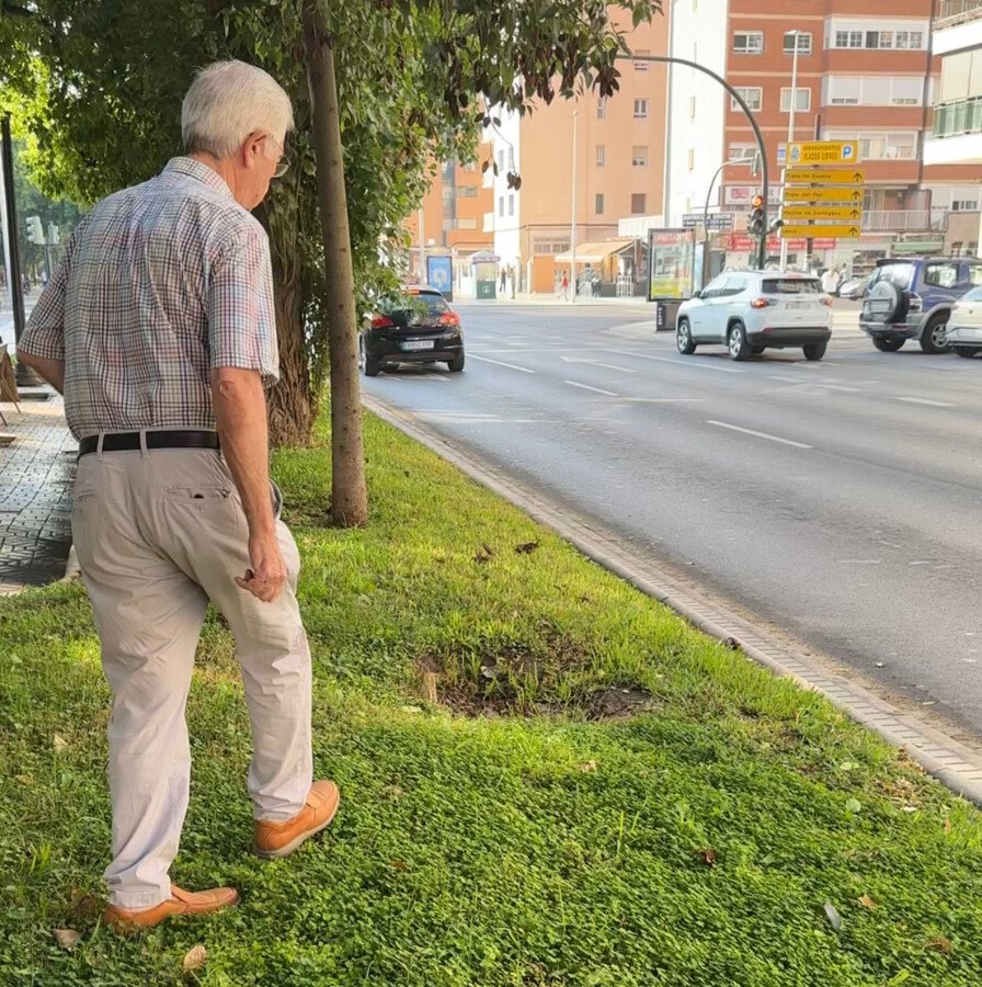 La política arboricida de Noelia Arroyo vive mañana un nuevo episodio con la tala de eucaliptos en la carretera de la Algameca 3 IMG 7392