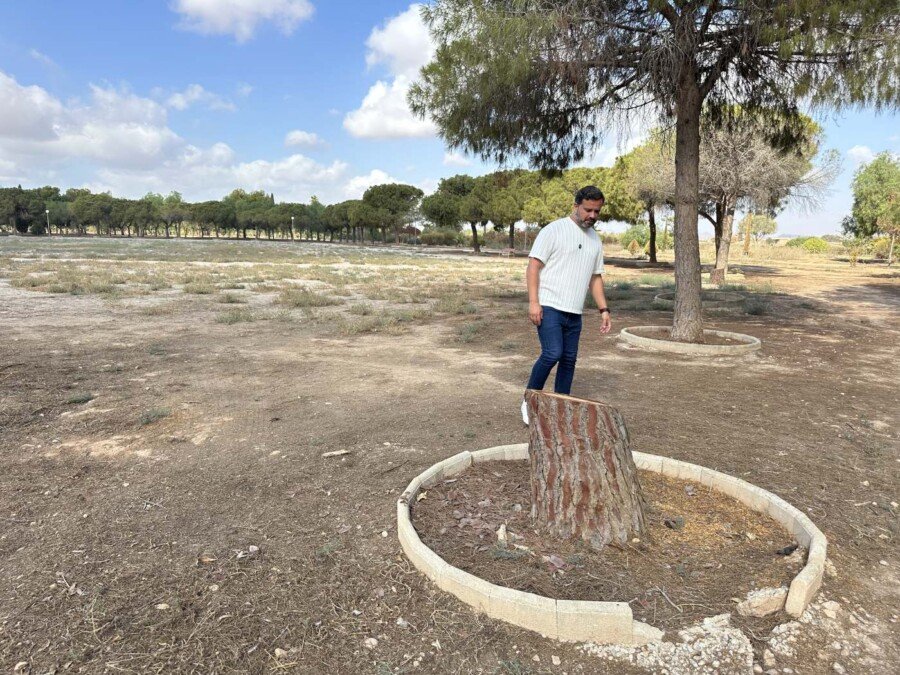 La política arboricida de Noelia Arroyo vive mañana un nuevo episodio con la tala de eucaliptos en la carretera de la Algameca 5 IMG 7393