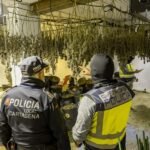 Policía Local y técnicos del Ayuntamiento colaboran con Policía Nacional para desmantelar seis plantaciones de marihuana en Los Mateos
