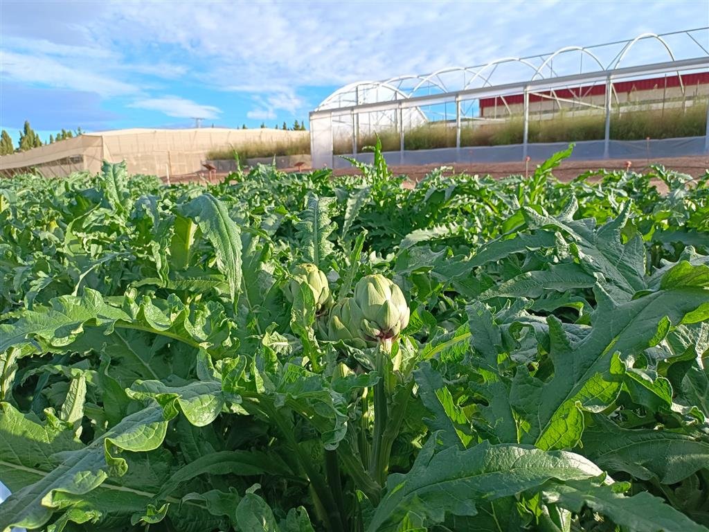 El biocarbón demuestra en cultivos de alcachofa su viabilidad como alternativa a los fertilizantes químicos