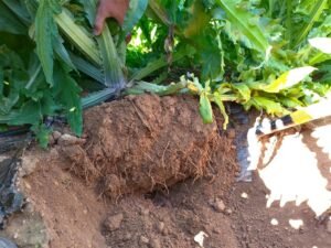 alcachofa biocarbon 2