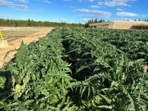 alcachofa biocarbon 3