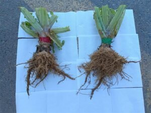 alcachofa biocarbon 4