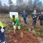 Calblanque suma 4.300 ejemplares de especies autóctonas: cipreses, acebuches y lentiscos