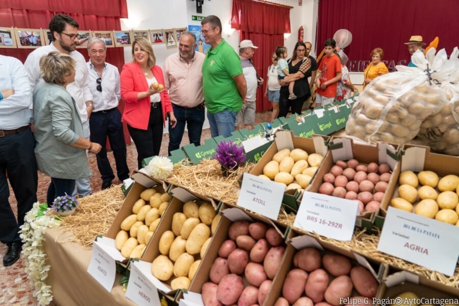 El Ayuntamiento impulsa la protección de la Patata Temprana del Campo de Cartagena con la vista puesta en la IGP