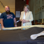 Una costilla completa de mamut hallada en Cueva Victoria se incorpora al Museo Arqueológico Municipal Una costilla completa de mamut hallada en Cueva Victoria se incorpora al Museo Arqueológico Municipal