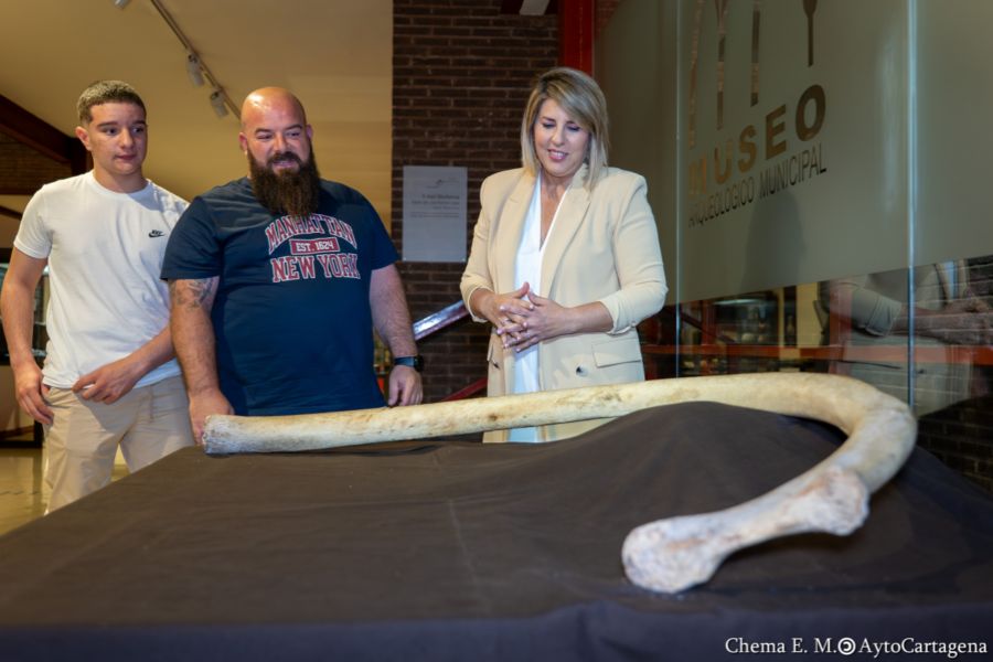 Una costilla completa de mamut hallada en Cueva Victoria se incorpora al Museo Arqueológico Municipal Una costilla completa de mamut hallada en Cueva Victoria se incorpora al Museo Arqueológico Municipal