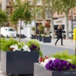El Ayuntamiento de Cartagena engalana la ciudad con 30.000 flores para la Semana Santa El Ayuntamiento de Cartagena engalana la ciudad con 30.000 flores para la Semana Santa