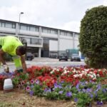 Cartagena apuesta por la eficiencia y la estética con la instalación de césped artificial en parterres urbanos