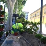 Las jardineras del Paseo Alfonso XIII renuevan su imagen
