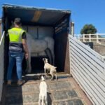Policía Local rescata a cuatro caballos y un gallo en situación de abandono en Cartagena Policía Local rescata a cuatro caballos y un gallo en situación de abandono en Cartagena